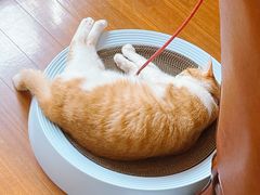 -爱侣宠医·鹦鹉专科·小型哺乳类·异宠专科(灵石路店)