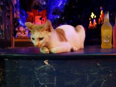 -星宿秘码(鼓浪屿老店)