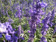 android_upload_pic-北京东方普罗旺斯薰衣草庄园