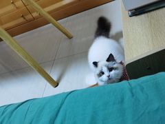 -东方名猫馆·英短金渐层布偶猫舍(环线广场1号楼店)