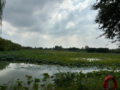 -泗洪洪泽湖湿地景区