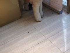 -悠尼宠物·独立低压伊珊娜洗护·美容·寄养(兰谷路店)