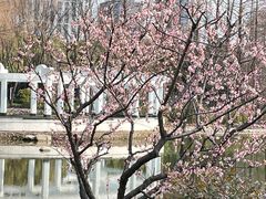 -新虹桥中心花园