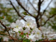 -上海辰山植物园