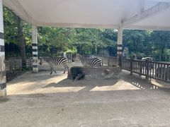 -贵州森林野生动物园