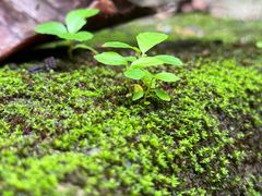 -深圳仙湖植物园