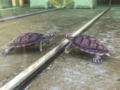 -再宣武文化主题餐厅·清真