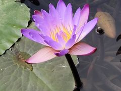 -云溪植物园