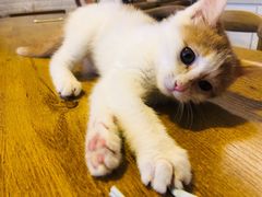 -平行世界·猫咖(首经贸店)