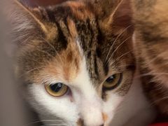 -艾吉宠物医院·疑难杂症转诊中心·猫友好(碧江路院)