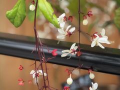 -云溪植物园
