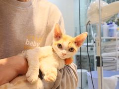 -momokira米努特·德文卷毛猫·棉花面纱犬