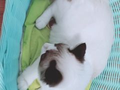 -70cat德文卷毛猫·缅因猫纯种猫舍