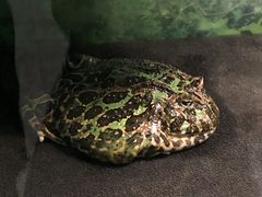 -上海大自然野生昆虫馆(东方明珠·爬宠昆虫探索中心)