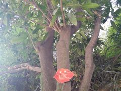 -大笮风(体育馆总店)