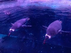 -暹罗海洋世界