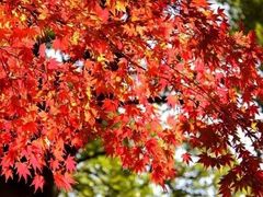 -青岛崂山太清宫