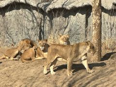 -北京野生动物园