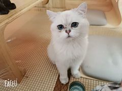 -喵屿·大理花园猫咖