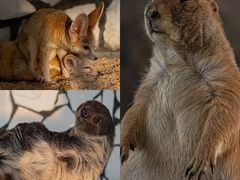 -海合安武汉极地海洋公园