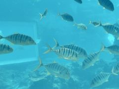 -海棠湾洲际-涛·海底餐厅·美人鱼·自助餐·海底隧道