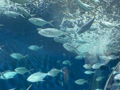 -上海海洋水族馆