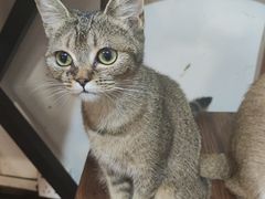 -楼上猫咖(罗湖店)