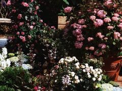 -杭州植物园