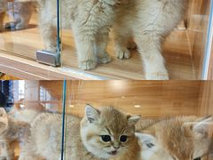 -猫十亿·布偶金渐层·曼基康矮脚猫舍(青年路店)