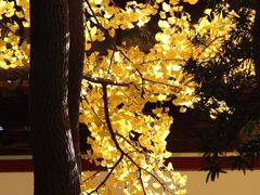 -西园戒幢律寺