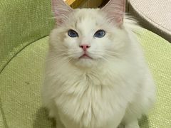 -猫和宫(六道口店)