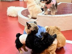 -和它·交个朋友·狗咖猫咖(爱琴海店)
