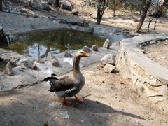 android_upload_pic-西安秦岭野生动物园