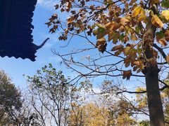 -上海佘山国家森林公园天马山园