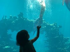 -海棠湾洲际-涛·海底餐厅·美人鱼·自助餐·海底隧道