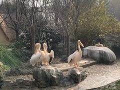 -成都动物园