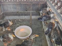 -王府井奥莱棋盘山小镇