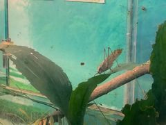 -上海大自然野生昆虫馆(东方明珠·爬宠昆虫探索中心)