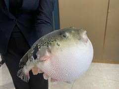 -鲐赏河豚(长寿店)