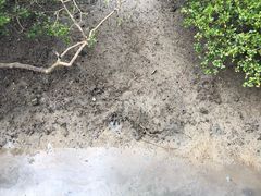 -北海金海湾红树林生态旅游区