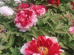 -莲花池公园