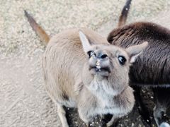 -费瑟代尔野生动物园