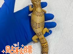 -萌兽医馆·眼科·异宠专科(三里屯店)
