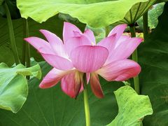 -陈家山荷花公园