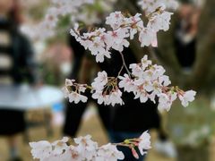 -顾村公园