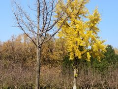 -济南国际园博园