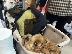 -路书奇炝锅绿豆面(万客隆店)