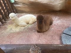 -杭州开元森泊度假乐园