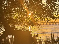 -宝安西湾红树林湿地公园