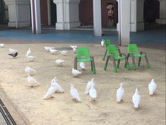 -芜湖新华联大白鲸海洋公园